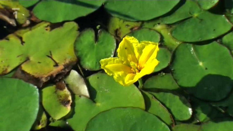 Živé srdce Evropy - Plavín štítnatý