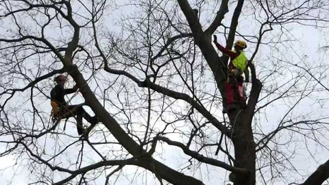 Nedej se! - Život v korunách stromů
