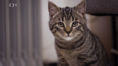 Kočka není pes - Koťátko Muffi a osamocený Casper