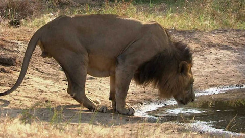 Dobrodružství vědy a techniky - Indičtí lvi - králové Gudžarátu