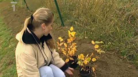 Zahrada je hra - 22. ledna 2006