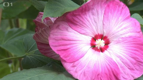 Hobby naší doby - 14. listopadu 2020