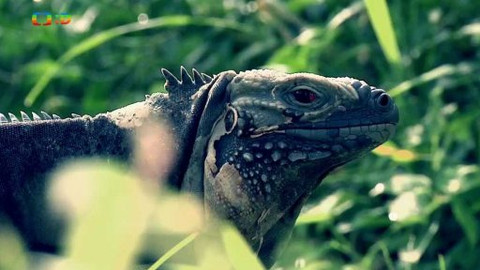 Cestohrátky - Kajmanské ostrovy