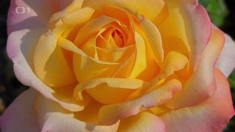 Polopatě - 26. dubna