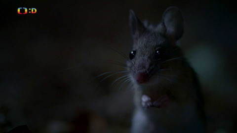 V divočině, tam to žije - Epizoda 5/40