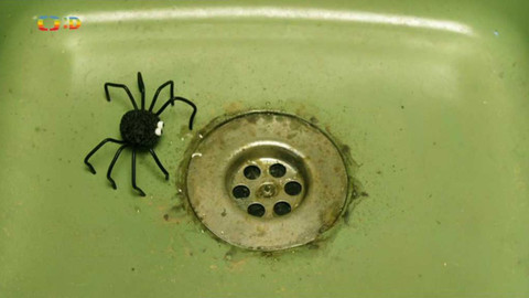 Ovečka Shaun - 10/30 Pavouk musí z domu