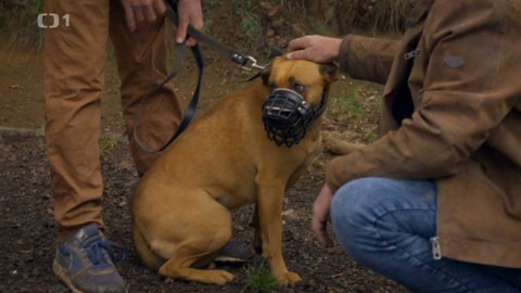 Kočka není pes - Drsný Timothy a agresivní Tara