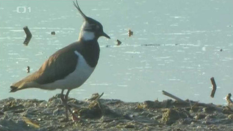 Živé srdce Evropy - Čejka chocholatá