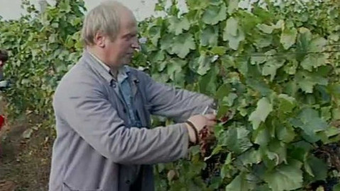 Archiv ČT24 - Pěstování a zpracování vinné révy