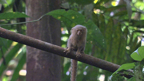 Obdivuhodný svět přírody - Kosmani zakrslí