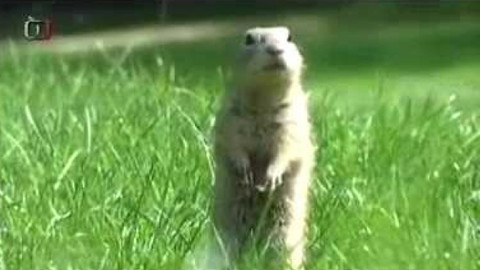 Živé srdce Evropy - Sysel obecný