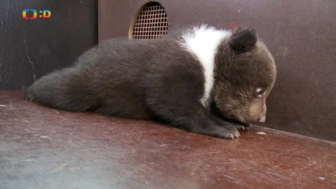 Méďové na cestách - 42/43 Vzpomínky na Prahu