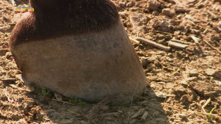 Terčin zvířecí svět