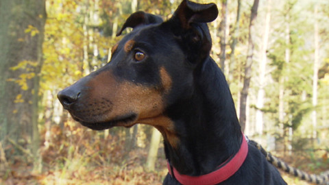 Chcete mě? - Chcete je?