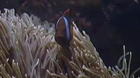 Přidej se - Austrálie I.