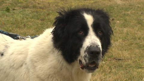 Chcete mě? - Chcete je?