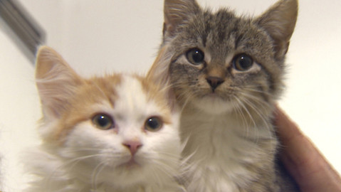 Chcete mě? - Chcete je?