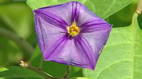 Dobrá rada nad zlato - 26. května 2007