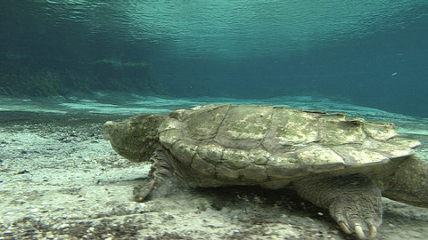 Obdivuhodný svět přírody - Kajmanka supí