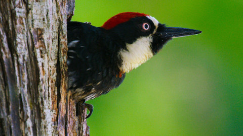 Planeta Kalifornie - 2/2 Blízká setkání