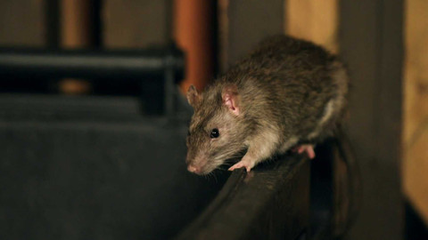 Dobrodružství vědy a techniky - Nežádoucí sousedé - městské krysy