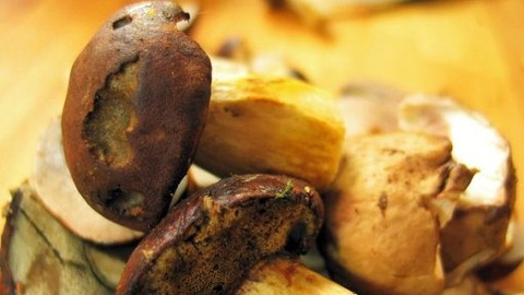 Kluci v akci - Houbařská