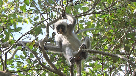 Obdivuhodný svět přírody - Gueréza zanzibarská, Tanzánie