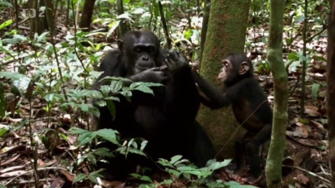 Dobrodružství vědy a techniky - Zvířata a city