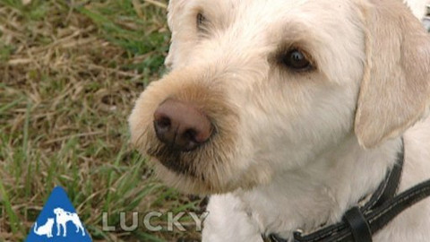 Chcete mě? - Chcete je?