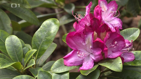 Toulavá kamera - 21. června 2020