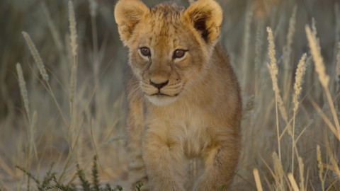 Divoké kočky - 1/2 Africké kočkovité šelmy