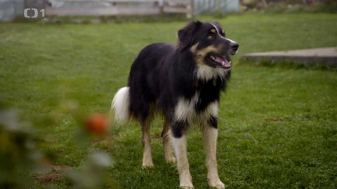 Kočka není pes - Nezbedný Pluto a hlučný Loki