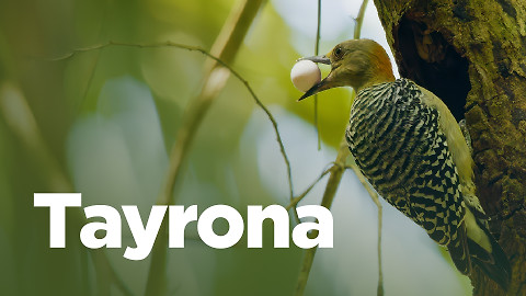 Tayrona