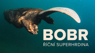 Bobr, říční superhrdina