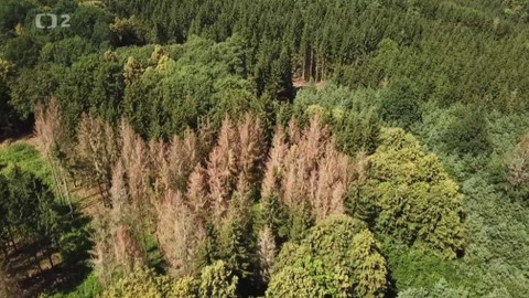 Nedej se! - Kůrovec: ekologická katastrofa