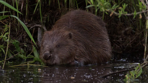 Safari z Knihy džunglí - Epizoda 3/26