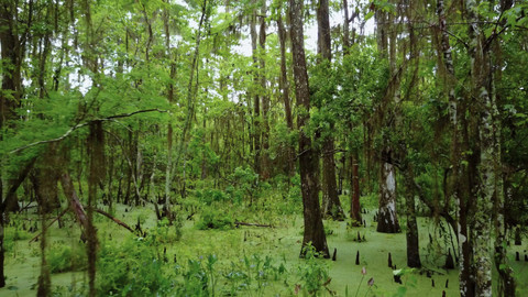 Vůně cizích krajů - Louisiana, kreolská Amerika