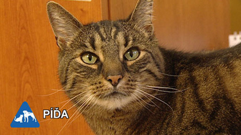 Chcete mě? - 20. února 2011