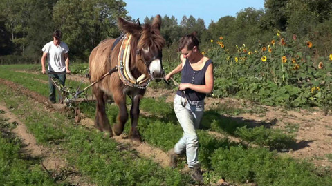 Evropa dnes - Pomalé zemědělství - zvířata místo traktorů