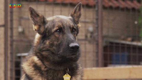 Jak to lítá na letišti - Včely na stráži