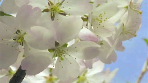 aFokus: Academia Film Olomouc - AFOkus: Academia Film Olomouc 2012