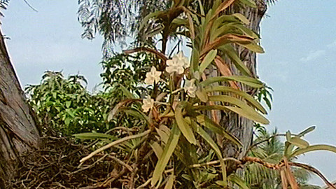 Expedice Orchidea - 2/2 Souostroví Langkawi