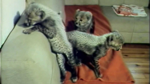 Archiv dne - 4. prosinec 1988: Gepardí trojčata