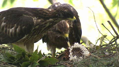 Obdivuhodný svět přírody - Včelojed lesní