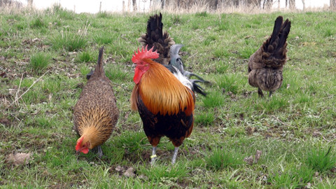 Co naše babičky uměly a na co my jsme zapomněli - Slepice