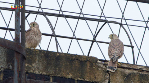 Ptačí rodinky - Poštolčí večeře