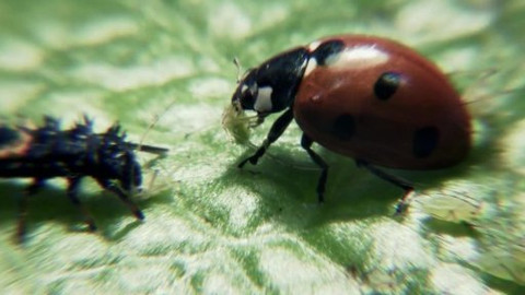 Lovci záhad - Země pod pokličkou