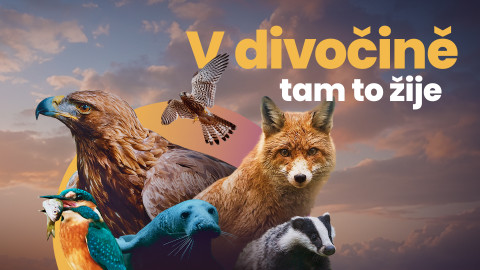 V divočině, tam to žije
