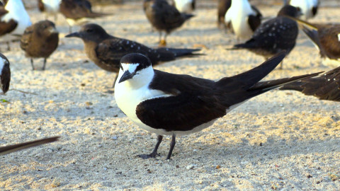 Darwinův úžasný svět zvířat - 13/13 Drama v ptačím ráji