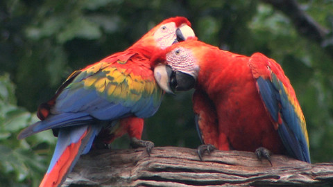 Obdivuhodný svět přírody - Ara arakanga